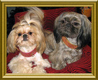 The Diamond Collar Logo