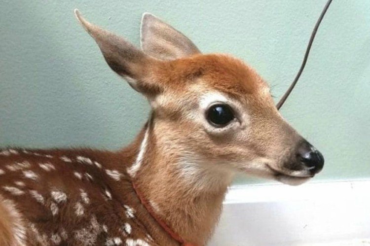 Image of baby deer.