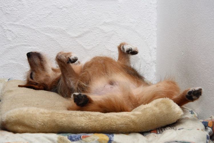 what your dogs sleeping position says