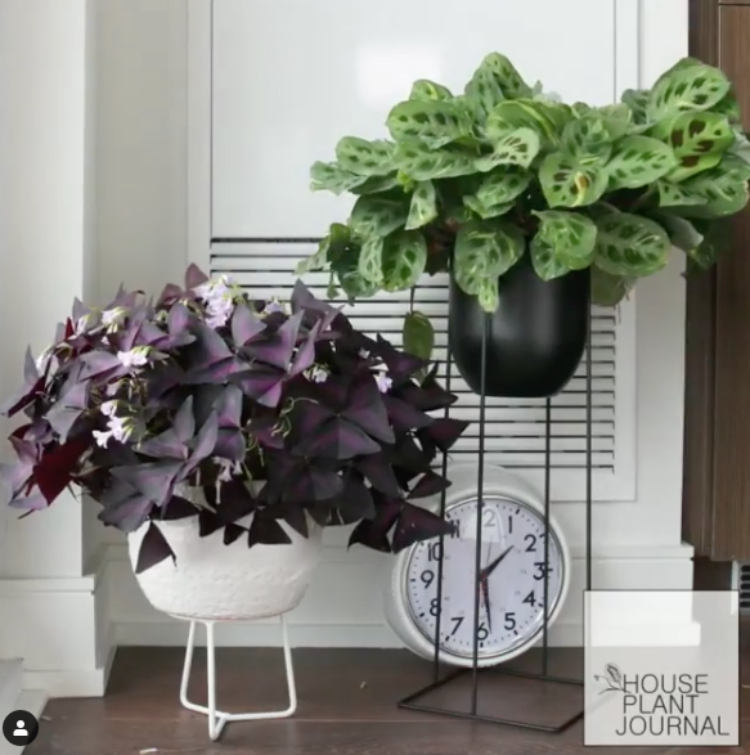 VIDEO Man Captures The Secret Life Of TimeLapsed House