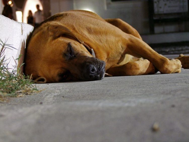 Dog sleeping on side.