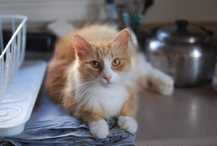 7 Simple Tricks To Keep Cats Off Your Kitchen Counters