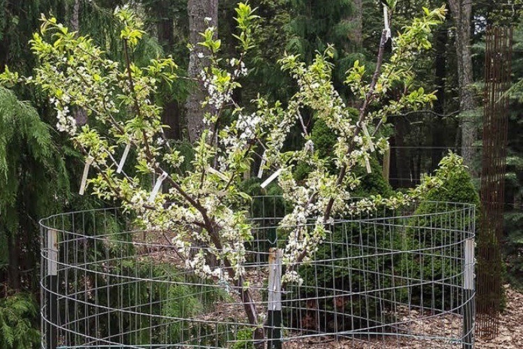 This Incredible Tree Grows 40 Kinds Of Fruit— All At Once