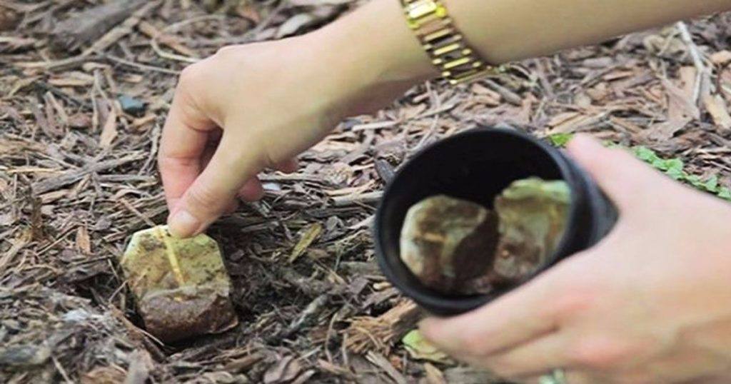 Don’t Throw Away Your Tea Bags— Plant Them Instead! Here Are 9 Reasons