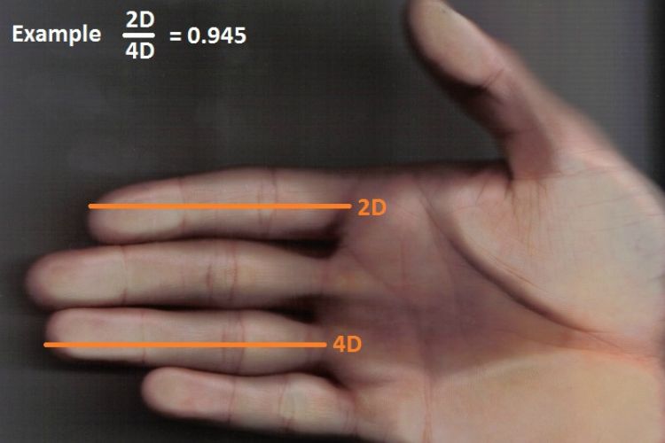 Which Is Longer, Your Ring Finger or Your Index Finger? The Answer Reveals a Lot about Who You Are.