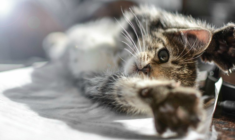 7 Simple Tricks To Keep Cats Off Your Kitchen Counters