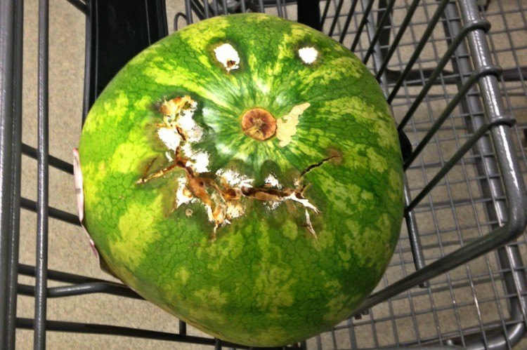 moldy watermelon