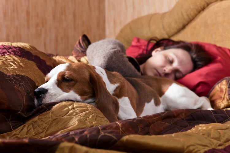 7 Things That Happen When You Share Your Bed With Your Dog