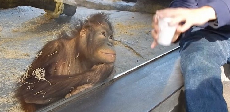 Here’s What Happens When You Show a Monkey a Magic Trick