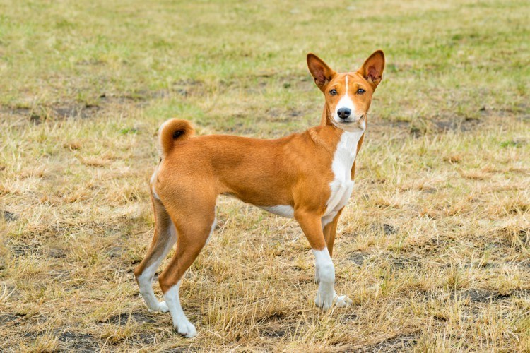 13 Dog Breeds That Barely Shed And One That Doesn T Bark