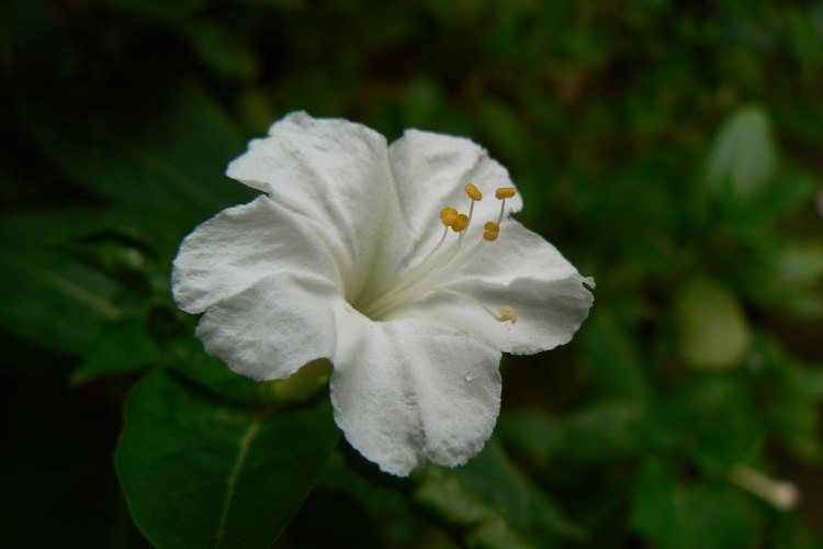 11 Fragrant Flowers That Bloom At Night