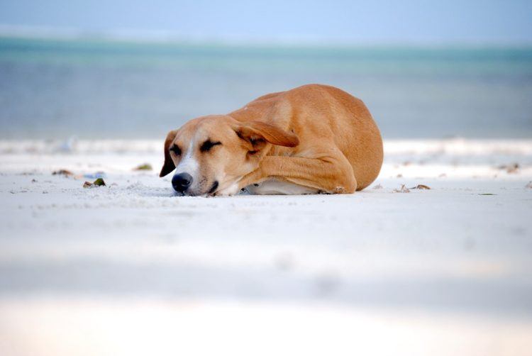 Here Are 7 Dog Sleeping Positions and What They Mean
