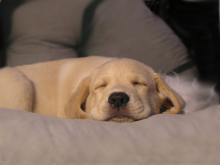 dog curled up sleeping