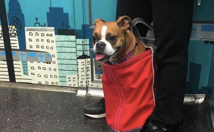 Nyc S Subway Bans Dogs Unless They Fit In Bags So These 15 Dog