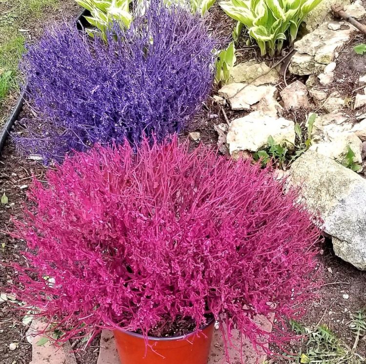 New Trend Has People Spray Painting Dead Plants To Bring Them Back To