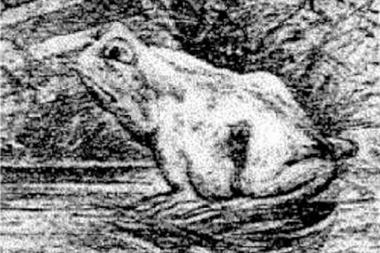 black and white picture of a frog optical illusion