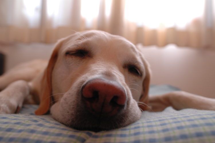 is it bad for dogs to sleep upside down