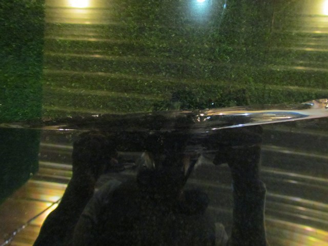 2005 Infiniti G35 Coupe RH Door Glass-Tint Peeling