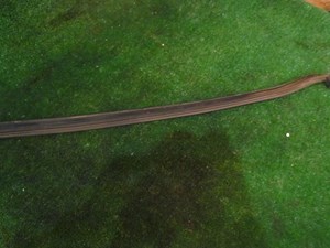 1999 Subaru Forester LH Driver Wiper Cowl Seal