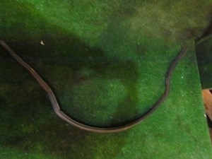 2004 Audi A8L D3 Wiper Cowl/Hood Seal