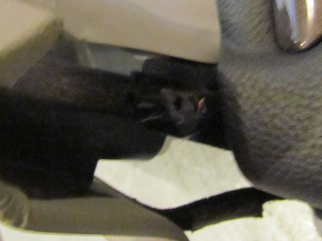 2009 Infiniti G37X Front RH Passanger Door Panel Damaged See Pics