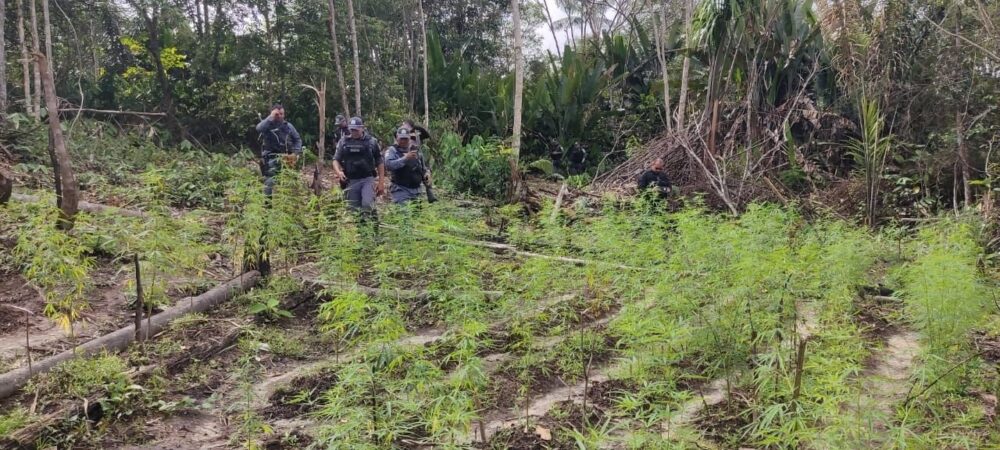 Pol&iacute;cia destr&oacute;i planta&ccedil;&atilde;o com 2 mil p&eacute;s de maconha em Autazes - Portal do  Marcos Santos