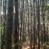 Trail