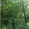 Trail