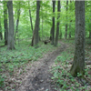 Forest Glen Trail Run