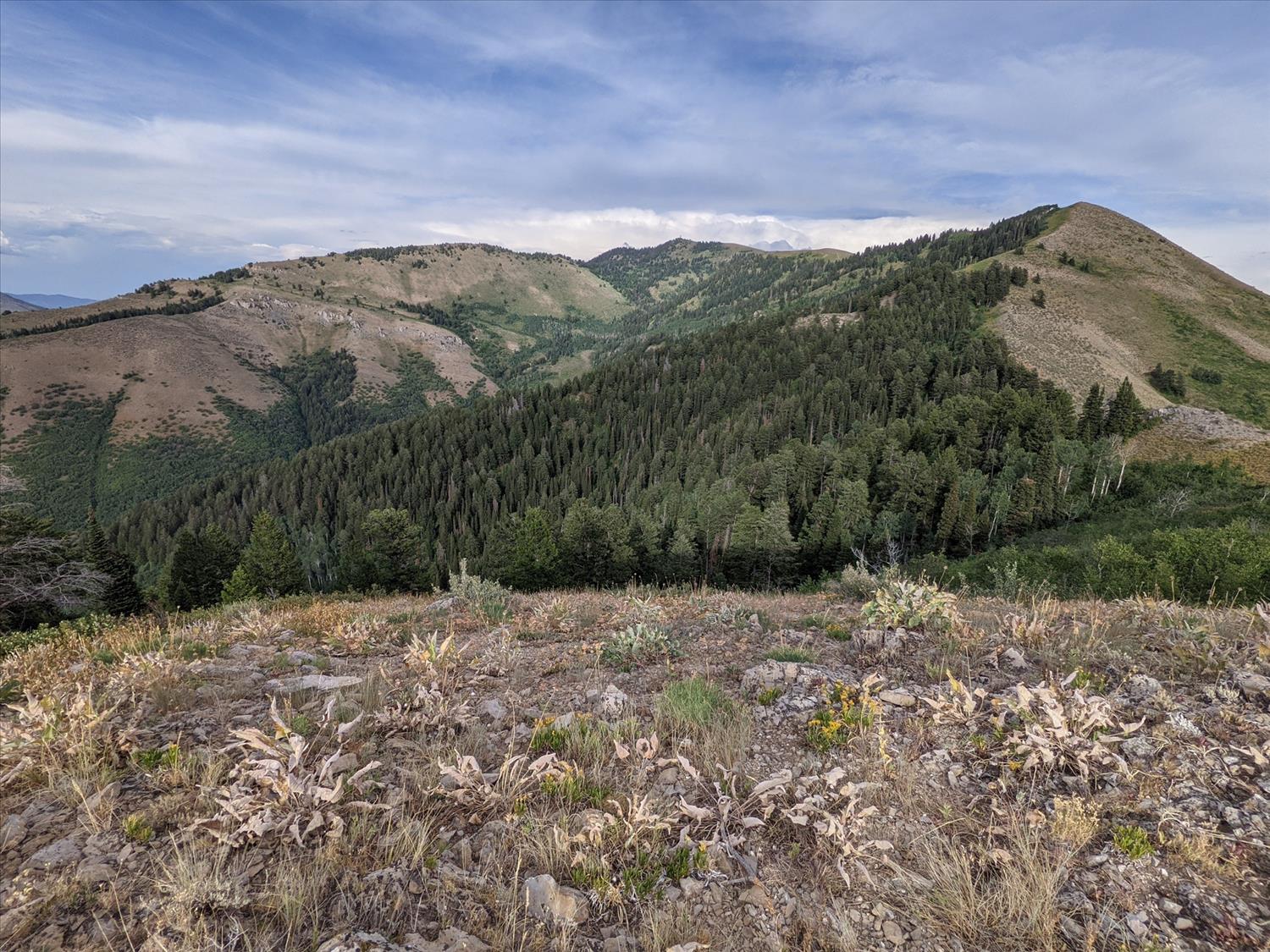 Logan Peak Trail Run