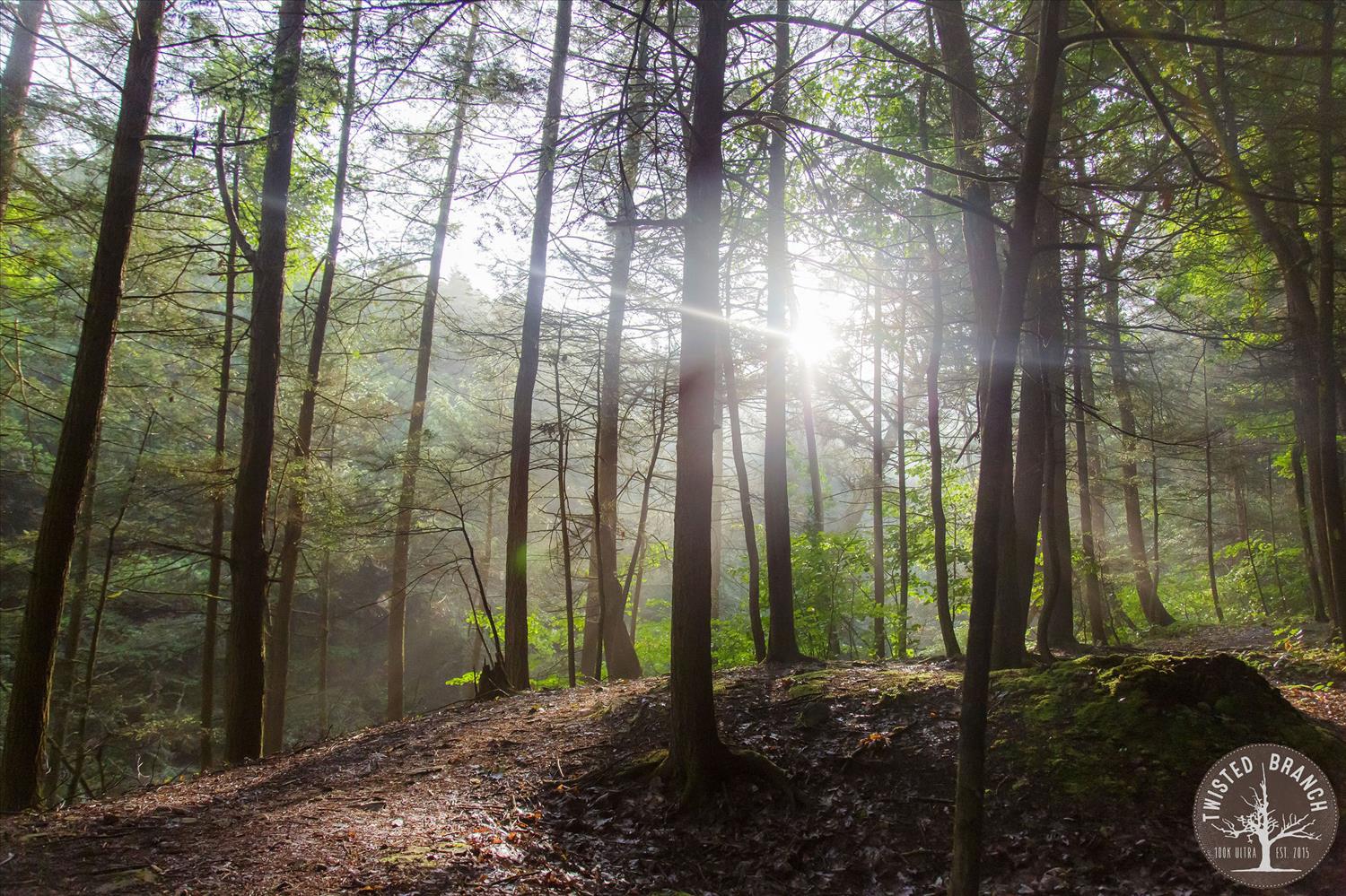 Twisted Branch Trail Run