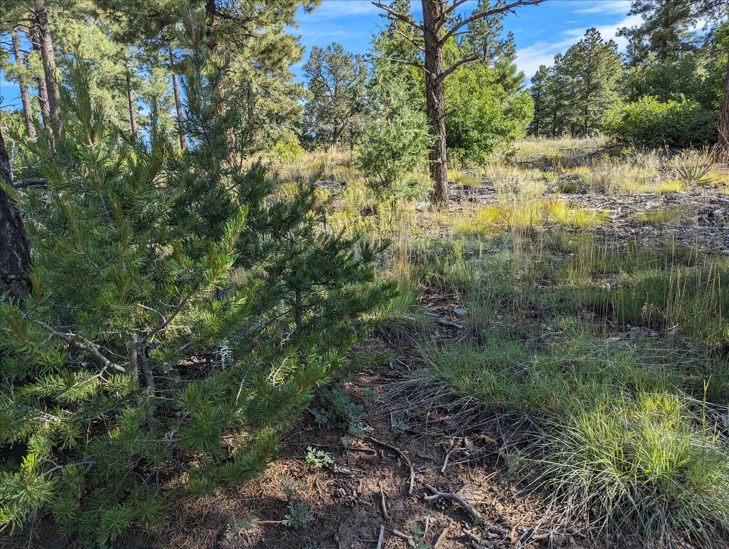 Oak Flats Picnic Trails
