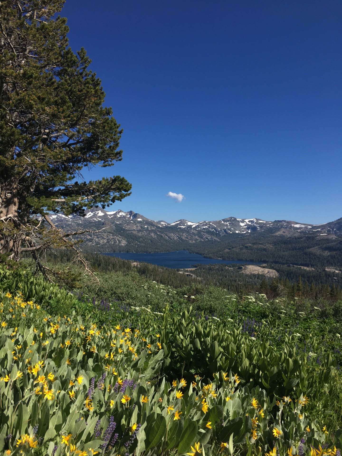 Thunder Mountain Trail Challenge