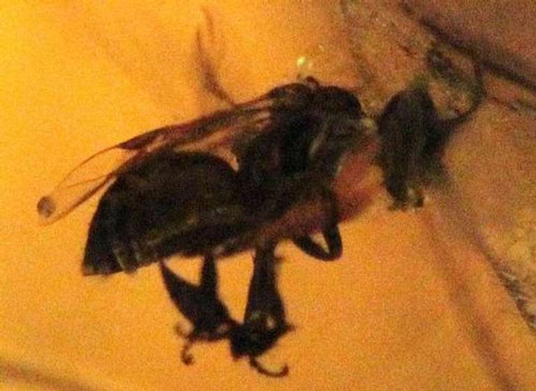 Stingless Bees Encased in Natural Amber - 3.29 grams