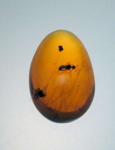 Stingless Bees Encased in Natural Amber - 3.29 grams