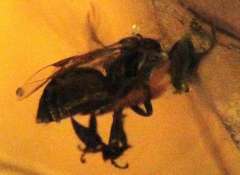 Stingless Bees Encased in Natural Amber - 3.29 grams