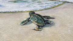 Beautiful Original by Paul Wren