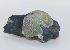 Pyrite Ball in Shale Specimen