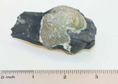 Pyrite Ball in Shale Specimen