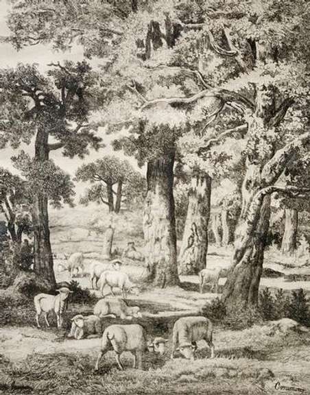 Sheep in The Pasture Ink on Paper