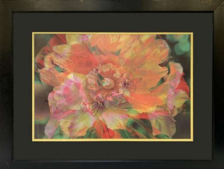 Beautiful Photogravure of a Colorful Flower