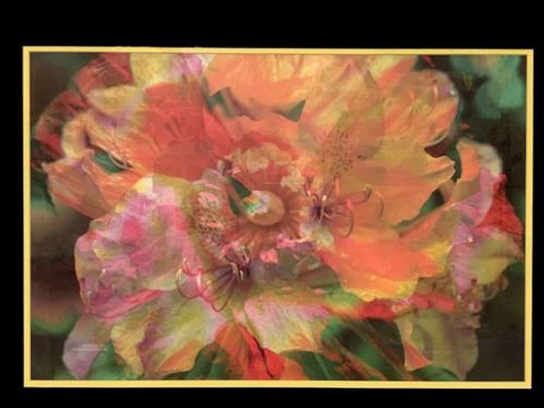 Beautiful Photogravure of a Colorful Flower