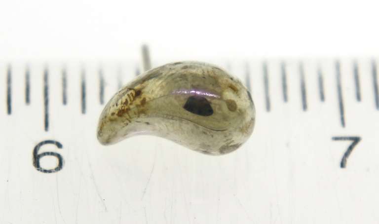 Tiffany & Co Teardrop Stud Earrings