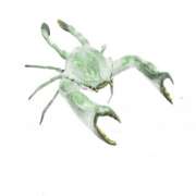 Green Painted Male Crab Bronze Sculpture