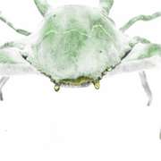 Green Painted Male Crab Bronze Sculpture