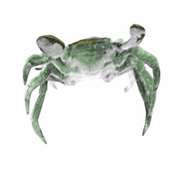 Museum Quality Blue Crab Bronze Sculpture