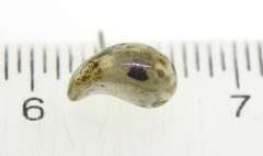 Tiffany & Co Teardrop Stud Earrings