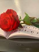 Music and Red Rose Study