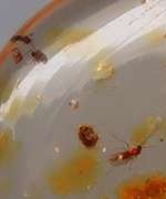 Large 11.31ct insect bearing Madagascar Amber