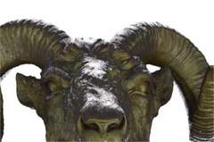 Incredible Detailed Wall Mount Rams Head Bronze Sculpture